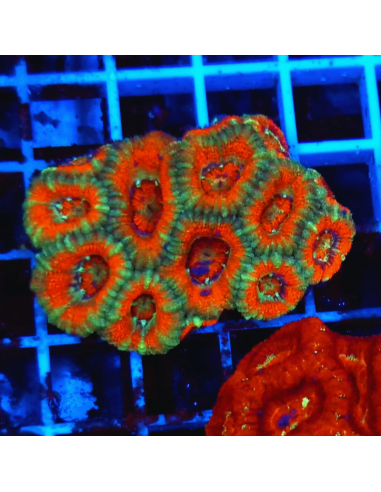 copia de copia de Acanthastrea lordhowensis ULTRA RED