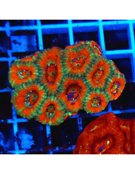 copia de copia de Acanthastrea lordhowensis ULTRA RED