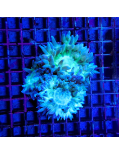 Duncanopsammia axifuga XL (10 plps.)