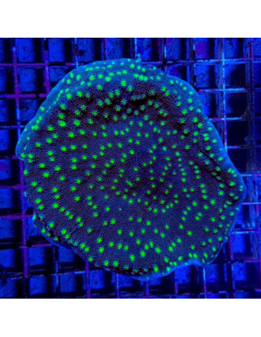 ECHINOPORA LAMELLOSA