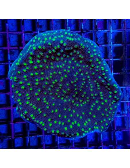 ECHINOPORA LAMELLOSA XL