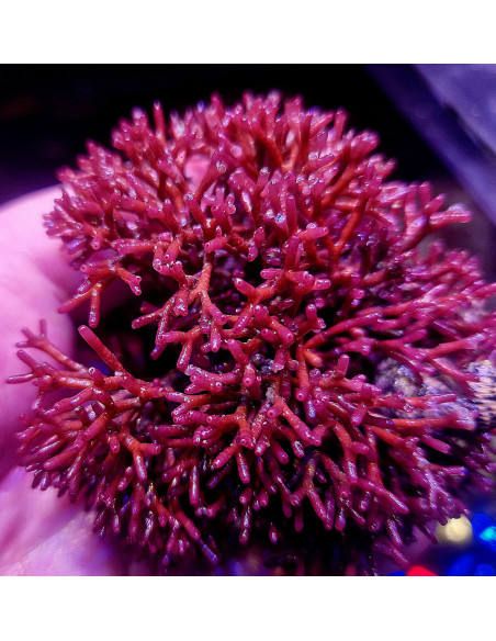 Amphiroa sp (portion de 20 grammes)