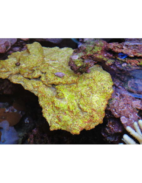 Aquaroche ECO REEF PLATES ENSEMENCEES  vrac au kilo
