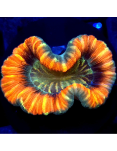 copia de copia de copia de TRACHYPHYLLIA SPP GREEN PREMIUM