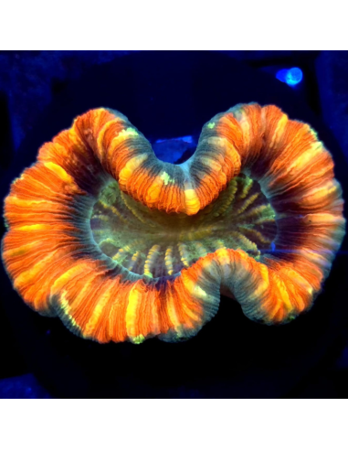 Trachyphyllia geoffroyi