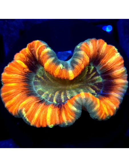 Trachyphyllia geoffroyi