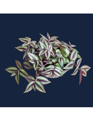 TRADESCANTIA ZEBRINA (MISÈRE) la branche