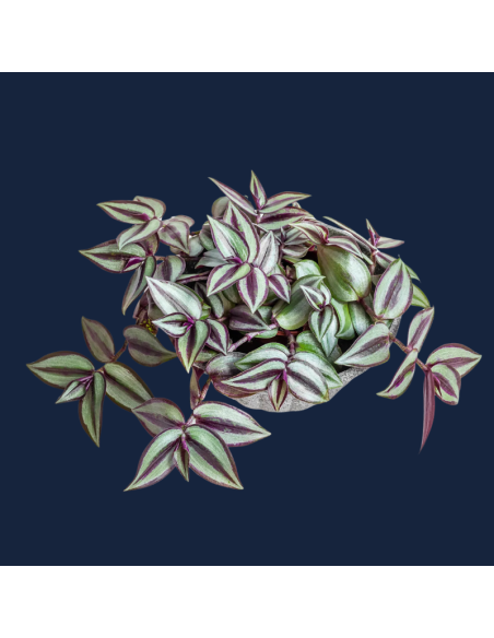 TRADESCANTIA ZEBRINA (MISÈRE) la branche