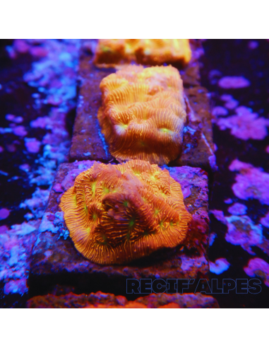 Leptoseris Jack O Lantern