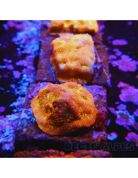 Leptoseris Jack O Lantern