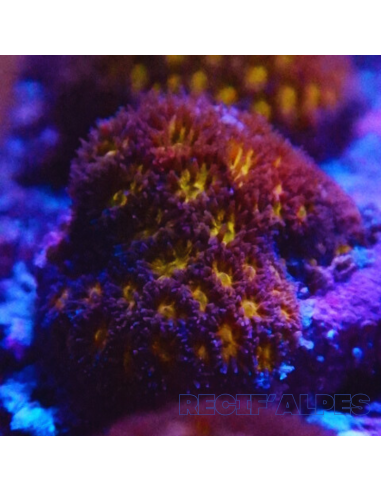 copia de Leptastrea spp Ultra Tiny Gold 20