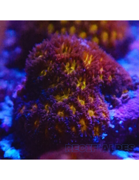 copia de Leptastrea spp Ultra Tiny Gold 20