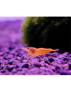 NEOCARIDINA HETEROPODA ORANGE