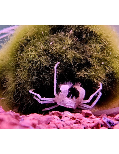 LIMNOPILOS NAIYANETRI
