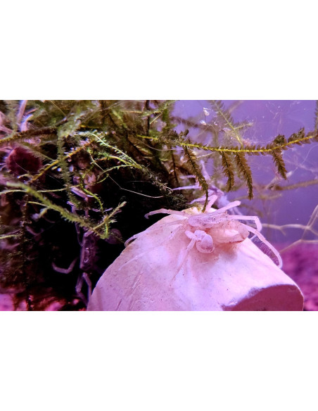 LIMNOPILOS NAIYANETRI