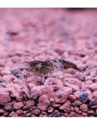 Neoaridina Black rili