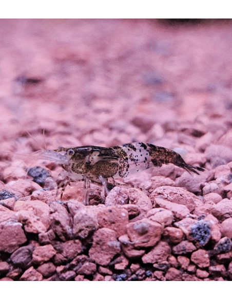 Neoaridina Black rili