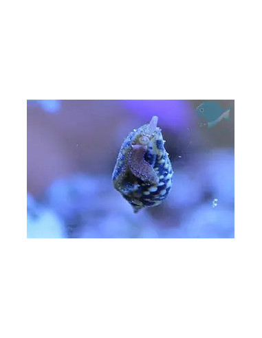 euplica versicolor