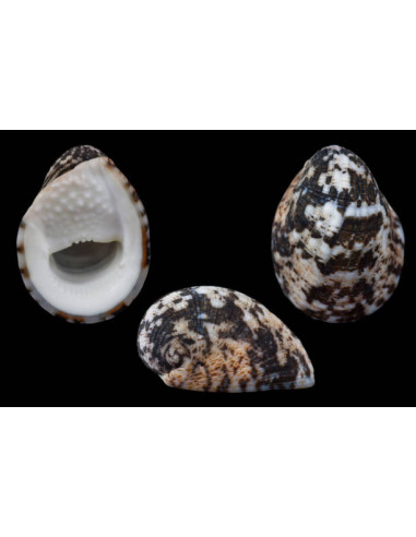 NERITA SP
