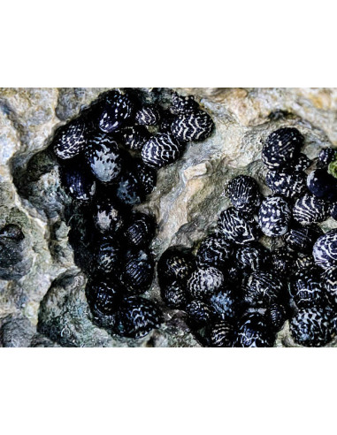 NERITA SP
