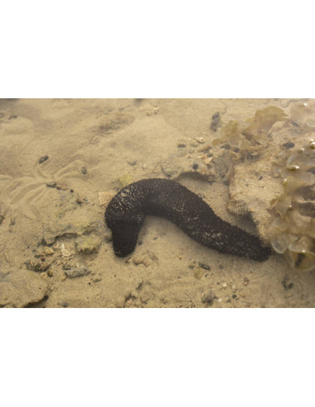 ACTINOPYGA BANNWARTHI