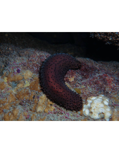 ACTINOPYGA BANNWARTHI