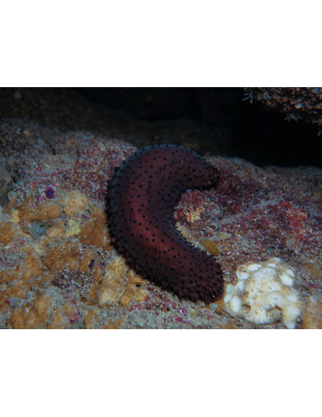 ACTINOPYGA BANNWARTHI