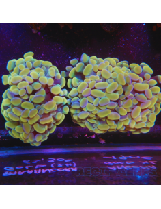 EUPHYLLIA PARAANCORA GOLD (2 têtes)