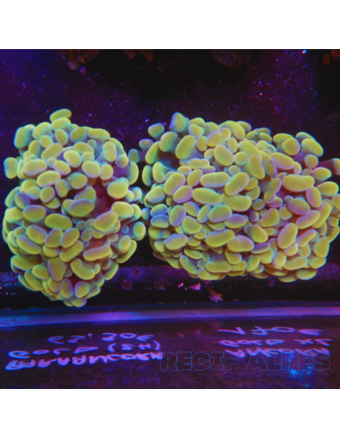 EUPHYLLIA PARAANCORA GOLD (2 têtes)