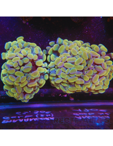 copia de EUPHYLLIA PARANCORA BLEU