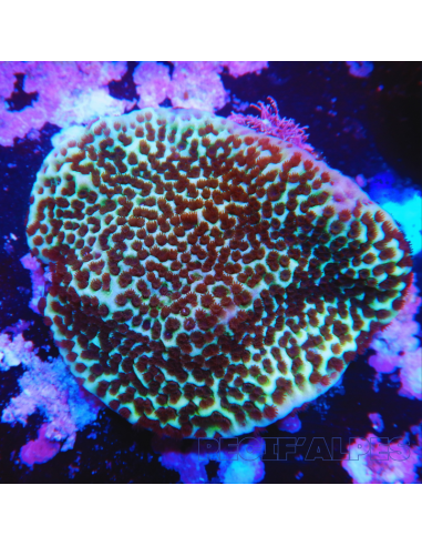 MONTIPORA UNDATA (plateau)