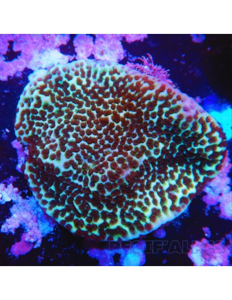 MONTIPORA UNDATA (plateau)