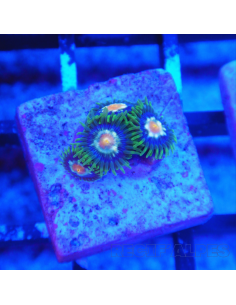 Zoanthus Stargazer