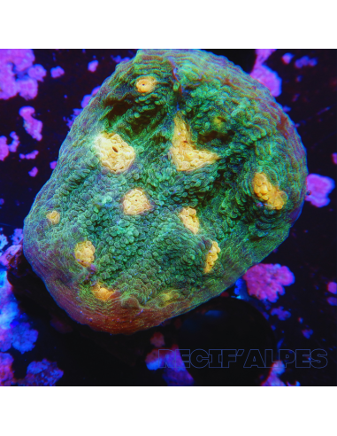 copy of Pectinia Space Invader