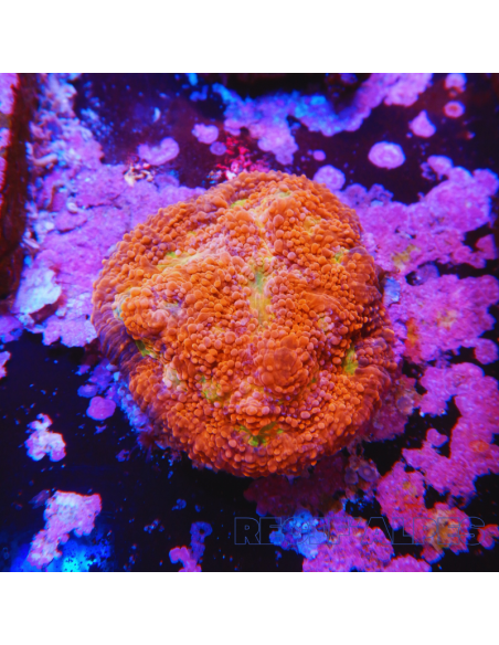 Echinophyllia Barbie Girl