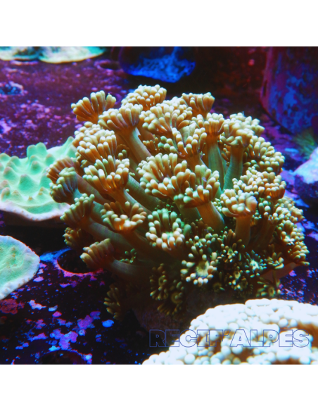 copia de ALVEOPORA SP