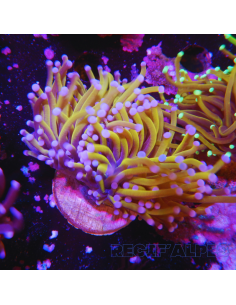 copia de copia de EUPHYLLIA GLABRESCENS GOLD TORCH