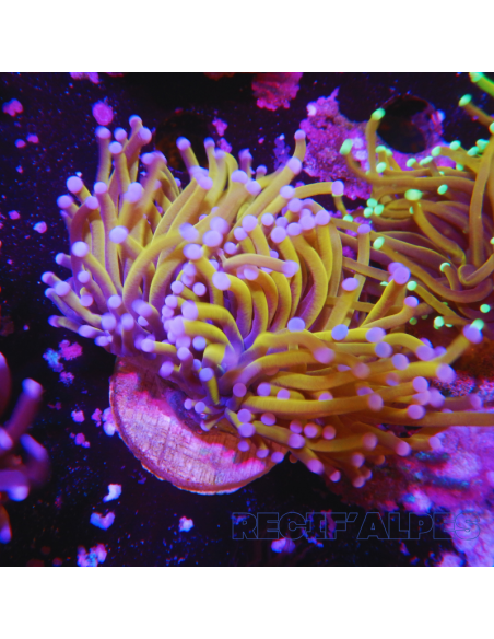 copia de copia de EUPHYLLIA GLABRESCENS GOLD TORCH