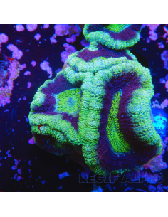 copia de Acanthastrea lordhowensis ULTRA RED