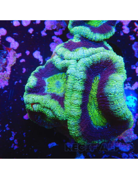 copia de Acanthastrea lordhowensis ULTRA RED