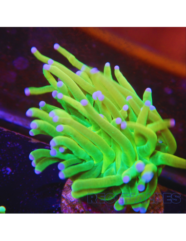 Euphyllia glabrescens HOLYGRAIL