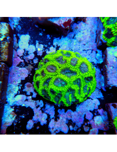 FAVIA SPP PREMIUM 21 2