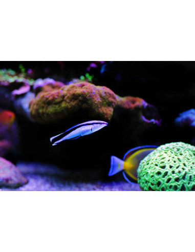 LABROIDES DIMIDIATUS