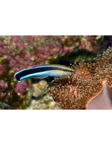 LABROIDES DIMIDIATUS