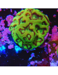 Goniastrea Green Ultra 16