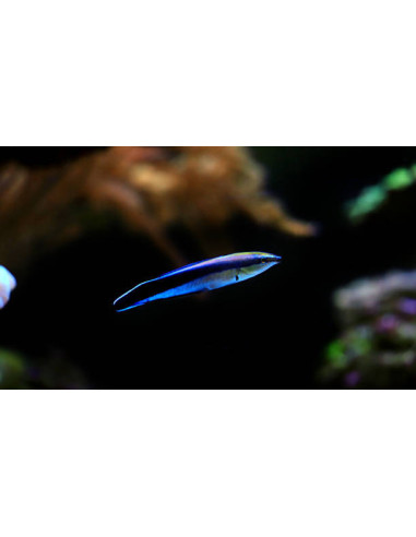 LABROIDES DIMIDIATUS