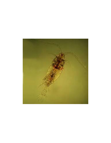 Copépodes enrichis  + phyto Nannochloropsis salina / 100ml