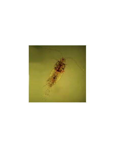 Copépodes enrichis  + phyto Nannochloropsis salina / 100ml
