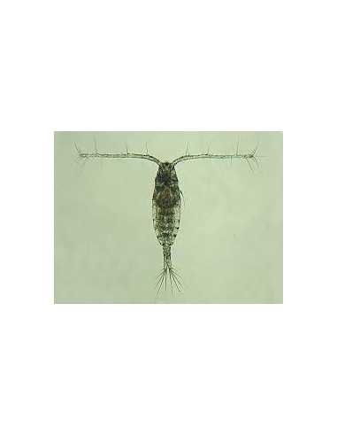 Copépodes enrichis  + phyto Nannochloropsis salina / 100ml