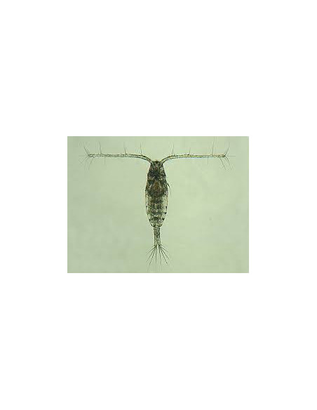 Copépodes enrichis  + phyto Nannochloropsis salina / 100ml